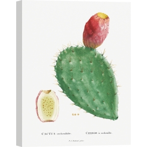 Kunstdruck, Leinwandbilder, Poster Redouté Kactus Cochenillifer I