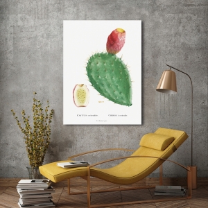 Kunstdruck, Leinwandbilder, Poster Redouté Kactus Cochenillifer I