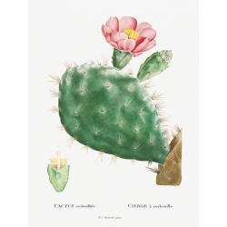 Cactus art print and canvas. Redouté, Cactus Cochenillifer II