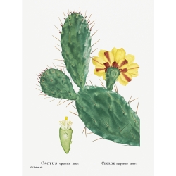 Kunstdruck, Leinwandbilder, Poster Redouté Kactus Opuntia Tuna