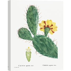 Cuadro, poster y lienzo, Redouté, Cactus Opuntia Tuna, suculentas