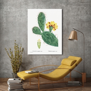 Cuadro, poster y lienzo, Redouté, Cactus Opuntia Tuna, suculentas