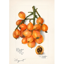Fruit art print and canvas. Newton, Loquats (Eriobotrya Japonica), 1908