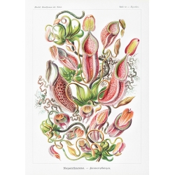 Poster botanica, stampa su tela. Ernst Haeckel, Nepenthaceae
