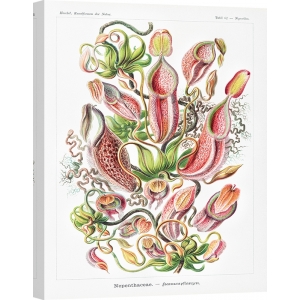 Botanical art print and canvas. Ernst Haeckel, Nepenthaceae