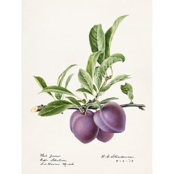 Fruit art print and canvas. Royal Charles, Steadman, Plums