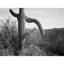 Stampa foto bianco e nero Ansel Adams. Cactus, Saguaro National Mon