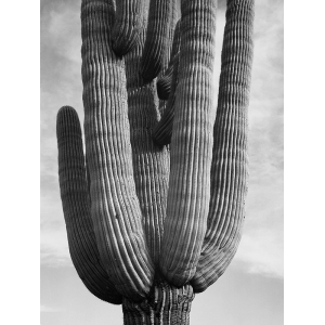 Cuadro y lienzo Ansel Adams, Cactus, Saguaro National Monument II