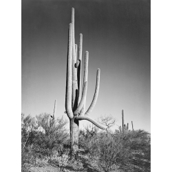 Cuadro y lienzo Ansel Adams, Cactus, Saguaro National Monument III