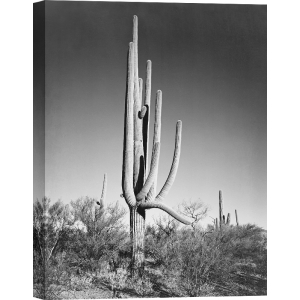 Art Print Ansel Adams, Cactus, Saguaro National Monument, Arizona II