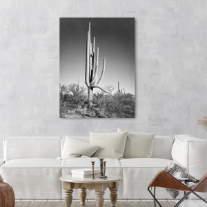 Cuadro y lienzo Ansel Adams, Cactus, Saguaro National Monument III