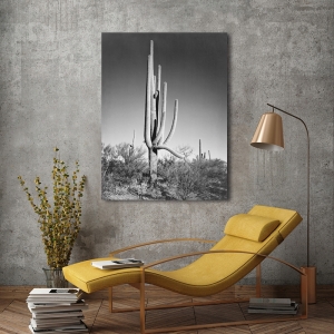 Tableau sur toile, affiche, Ansel Adams, Cactus III, Saguaro National