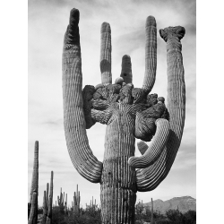 Art Print Ansel Adams, Cactus, Saguaro National Monument, Arizona III
