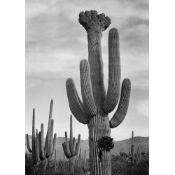 Tableau sur toile, affiche, Ansel Adams, Cactus V, Saguaro National