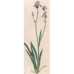 Tableau toile, affiche, poster Dürer, Iris bleu en fleur