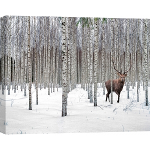 Tableau sur toile, affiche, Cerf dans la forêt de bouleaux, Norvège