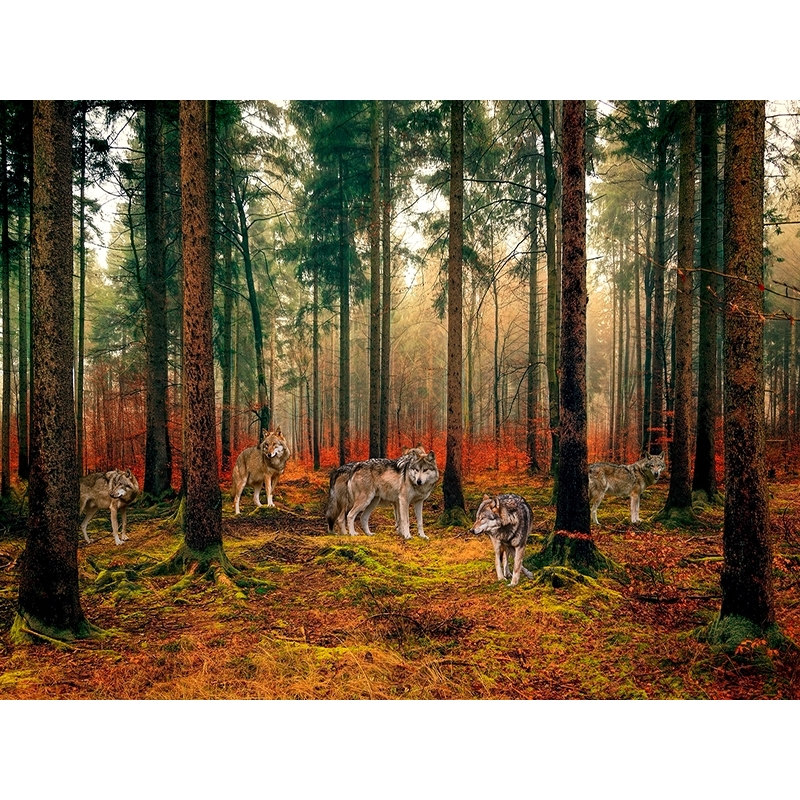 Tableau loups, toile, affiche, Meute de loups dans la forêt