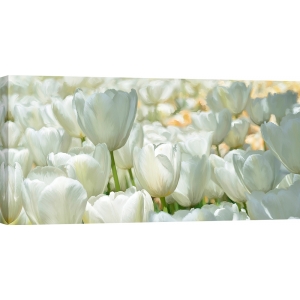 Floral wall art print and canvas. Luca Villa, Field of White Tulips