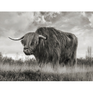 Tableau sur toile, poster affiche, Taureau – Highland Bull (BW)