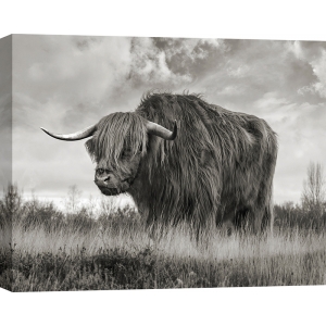 Wall art print, canvas, poster Scottish Highland Bull BW