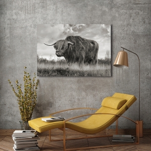 Wall art print, canvas, poster Scottish Highland Bull BW