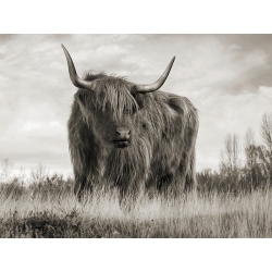 Wall art print, canvas, poster Scottish Highland Cow BW