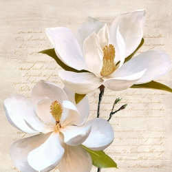 Tableau sur toile, affiche, Magnolia ivoire II de Luca Villa