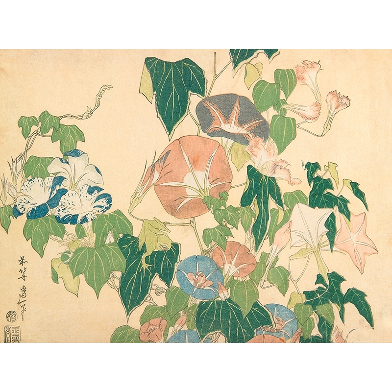 Cuadro japonés de Hokusai, Flores de la mañana y rana arborea