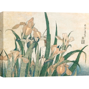 Quadro, stampa, poster giapponese. Hokusai, Iris e cavalletta