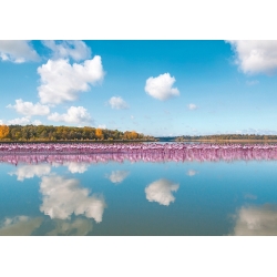 Foto-Kunstdruck, Flamingos Reflektion, Camargue, Frankreich