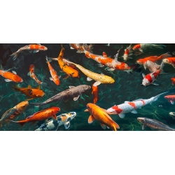 Kunstdruck, Leinwandbilder, Teich mit Koi-Fischen von Teo Rizzardi